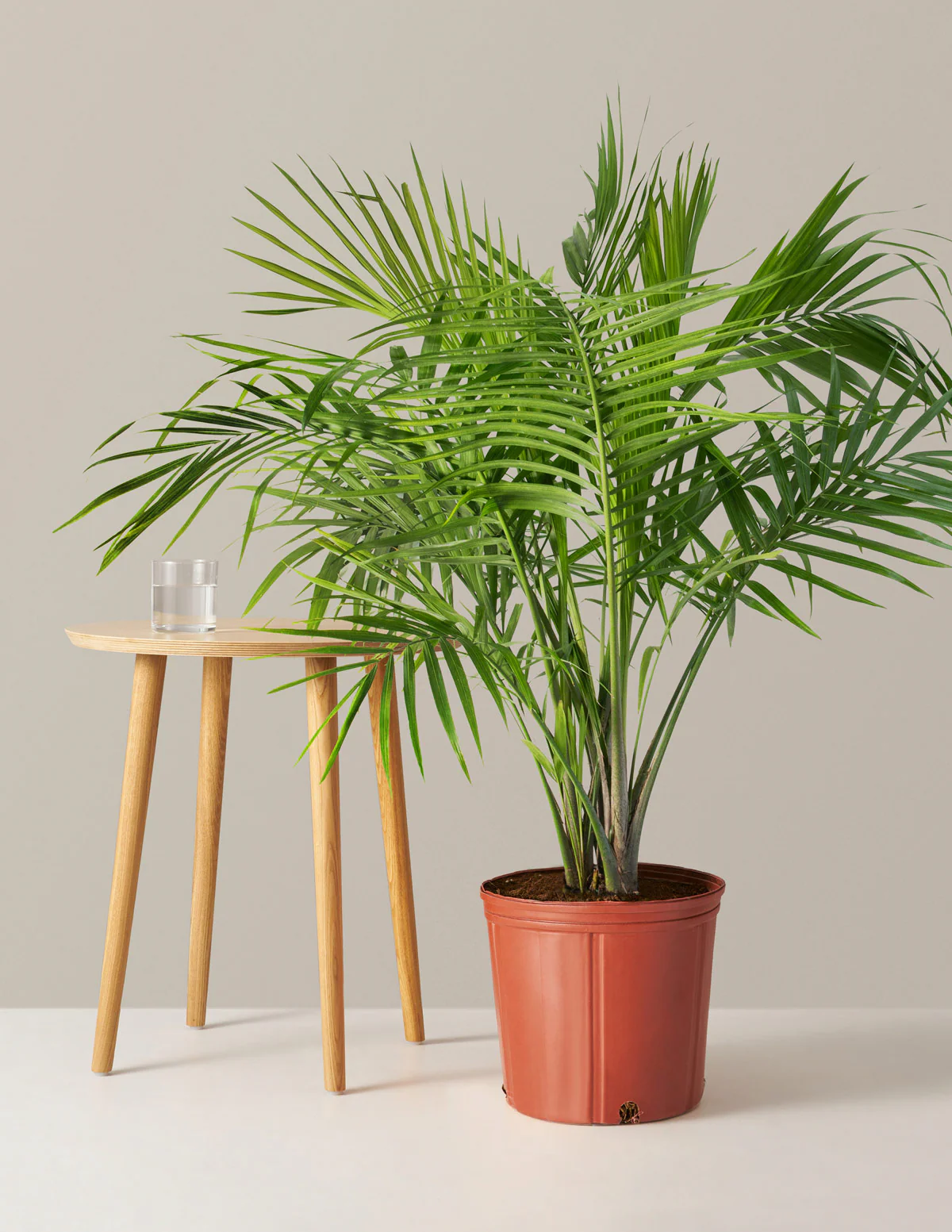 Large Majesty Palm - Image 9