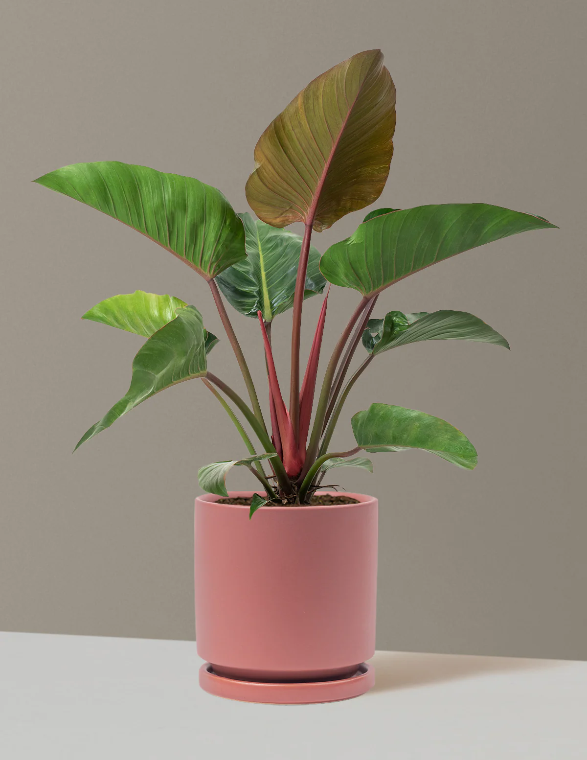 Large Philodendron Rojo Congo - Image 29