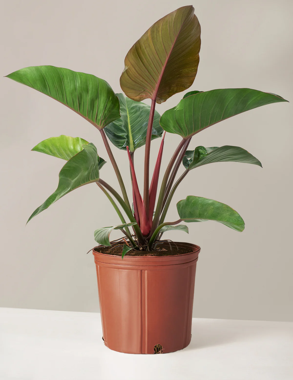 Large Philodendron Rojo Congo - Image 7