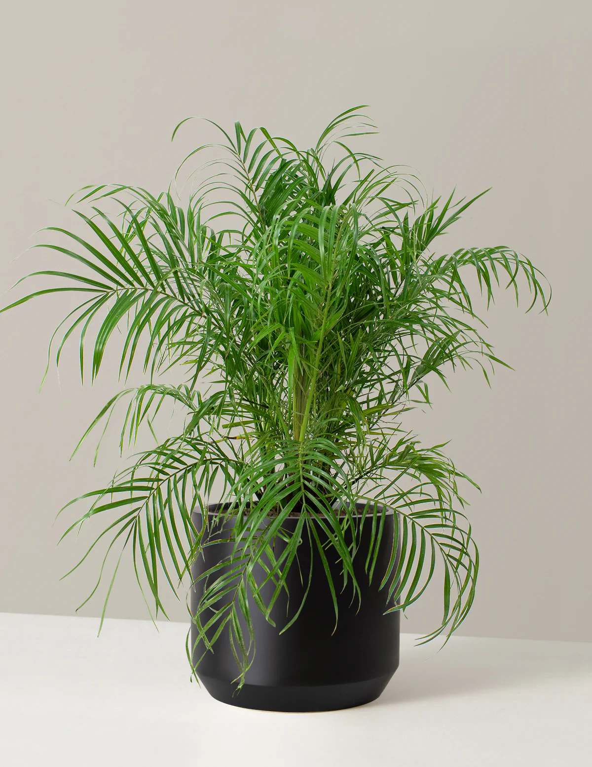 Large Pygmy Date Palm - Image 3