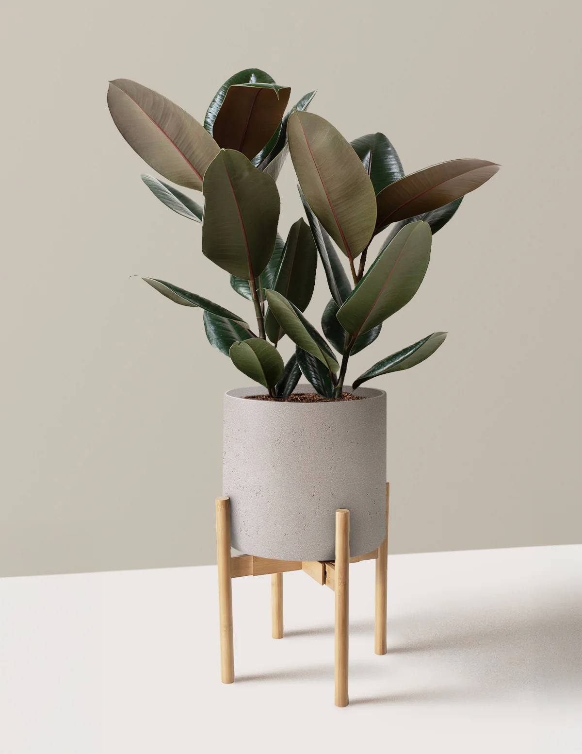 Ficus Burgundy Rubber Plant - Image 33