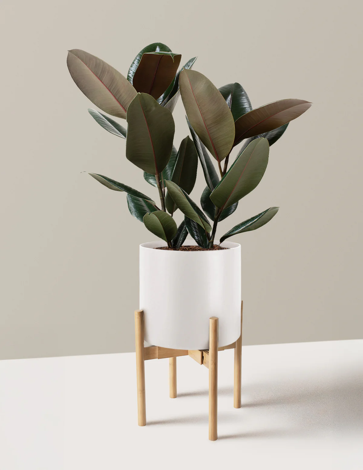 Ficus Burgundy Rubber Plant - Image 36