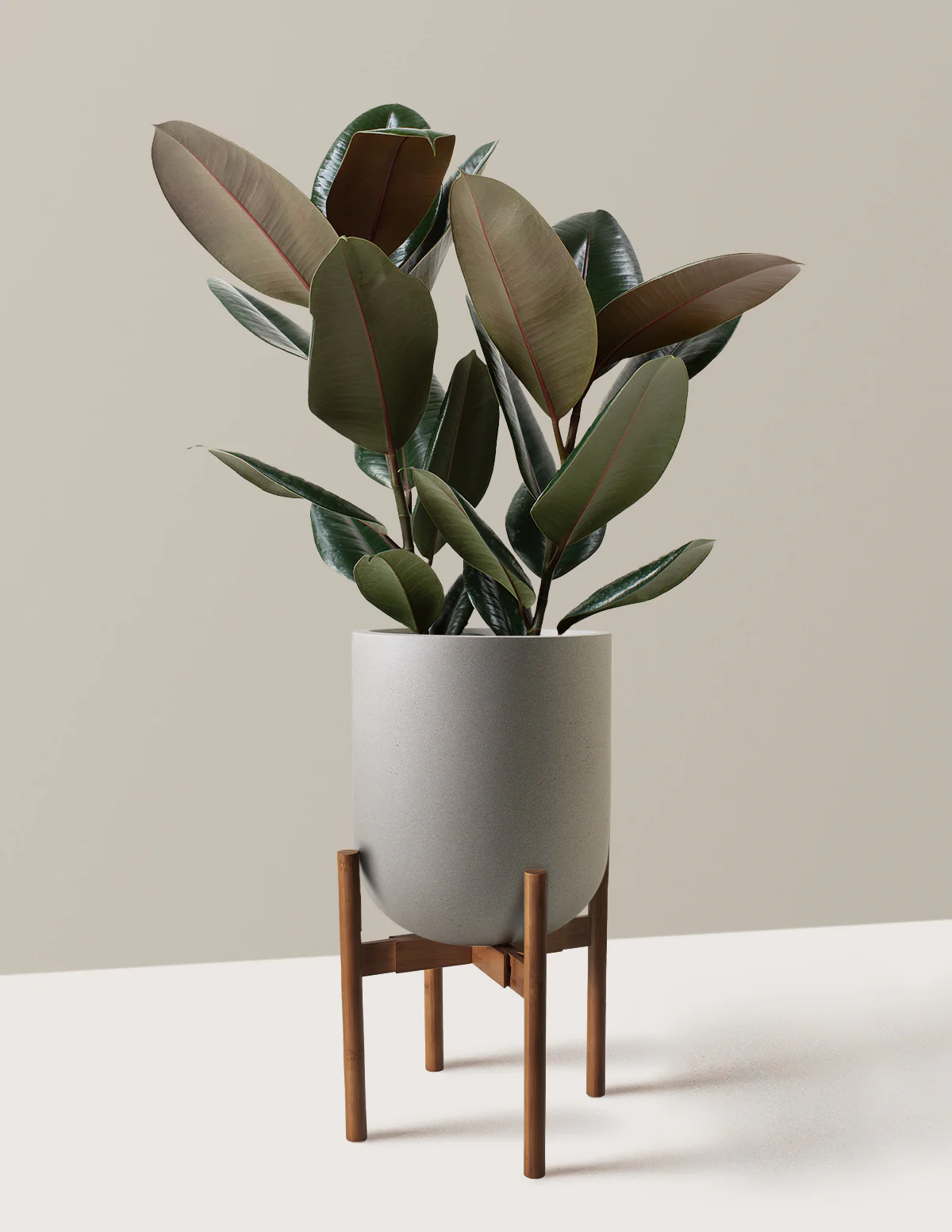 Ficus Burgundy Rubber Plant - Image 41