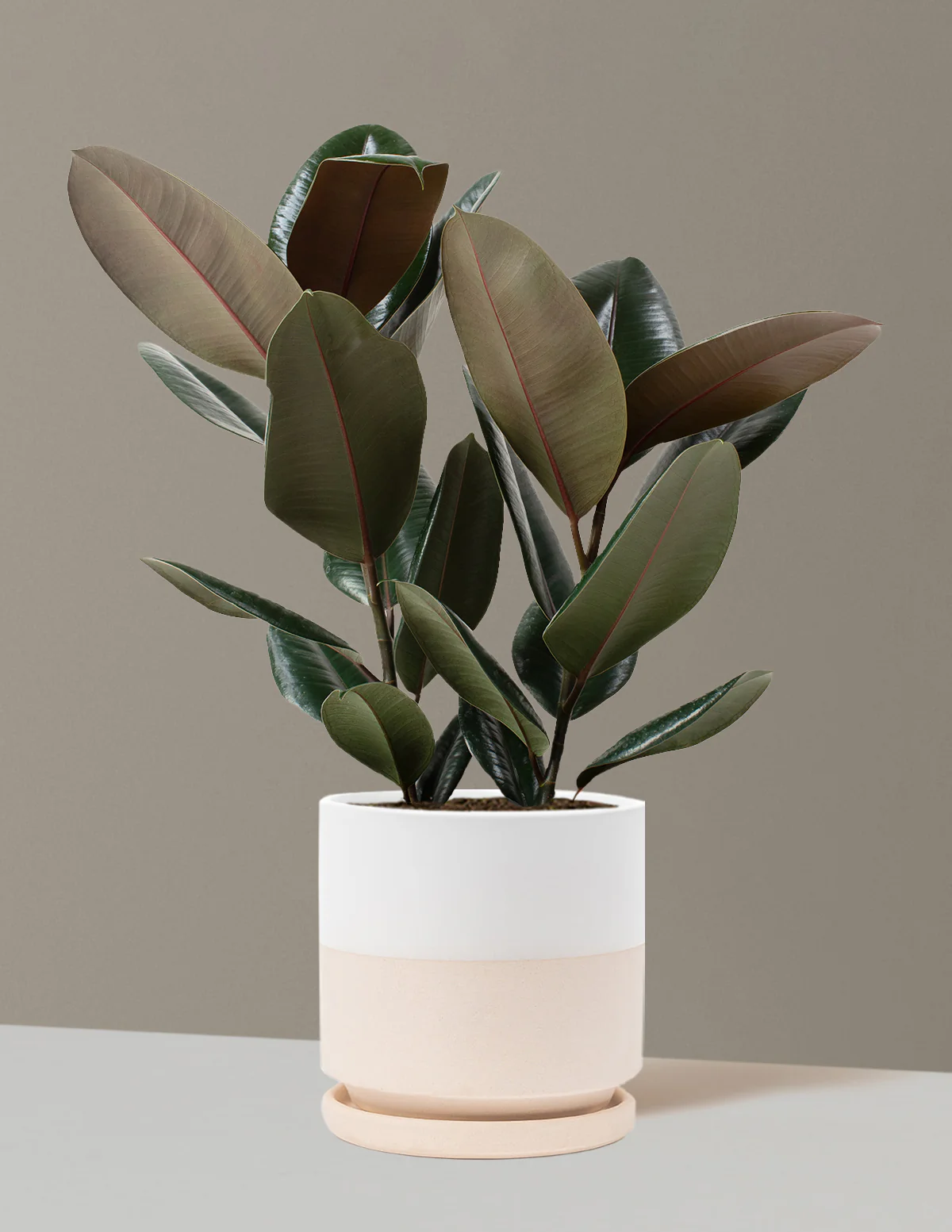 Ficus Burgundy Rubber Plant - Image 60