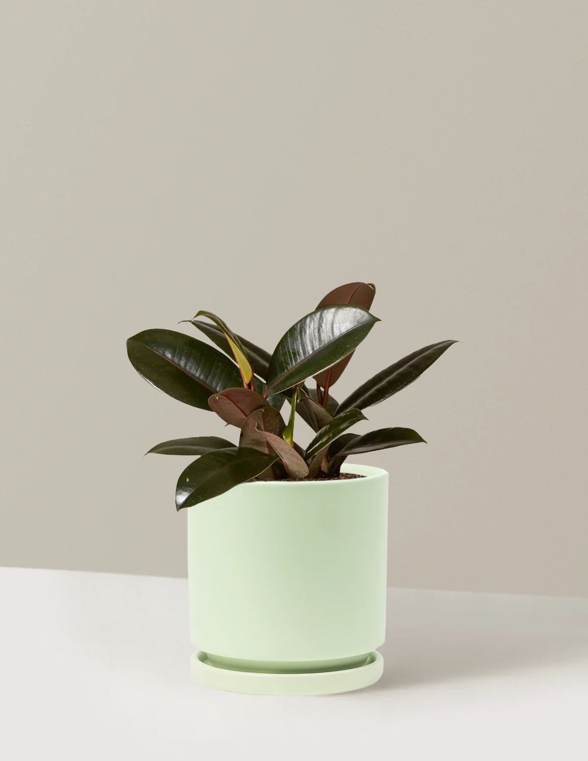 Ficus Burgundy Rubber Plant - Image 64