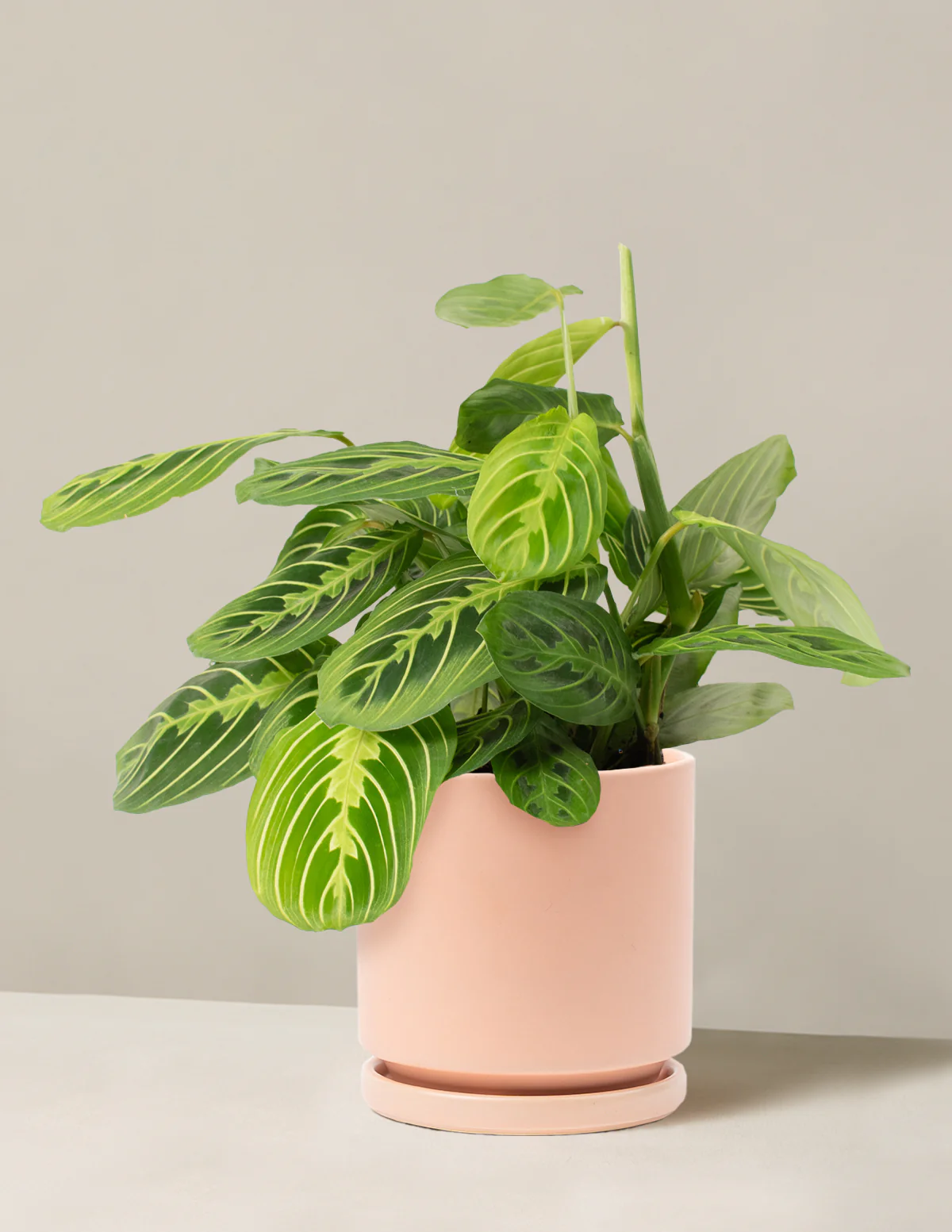 Lemon Lime Prayer Plant - Image 10