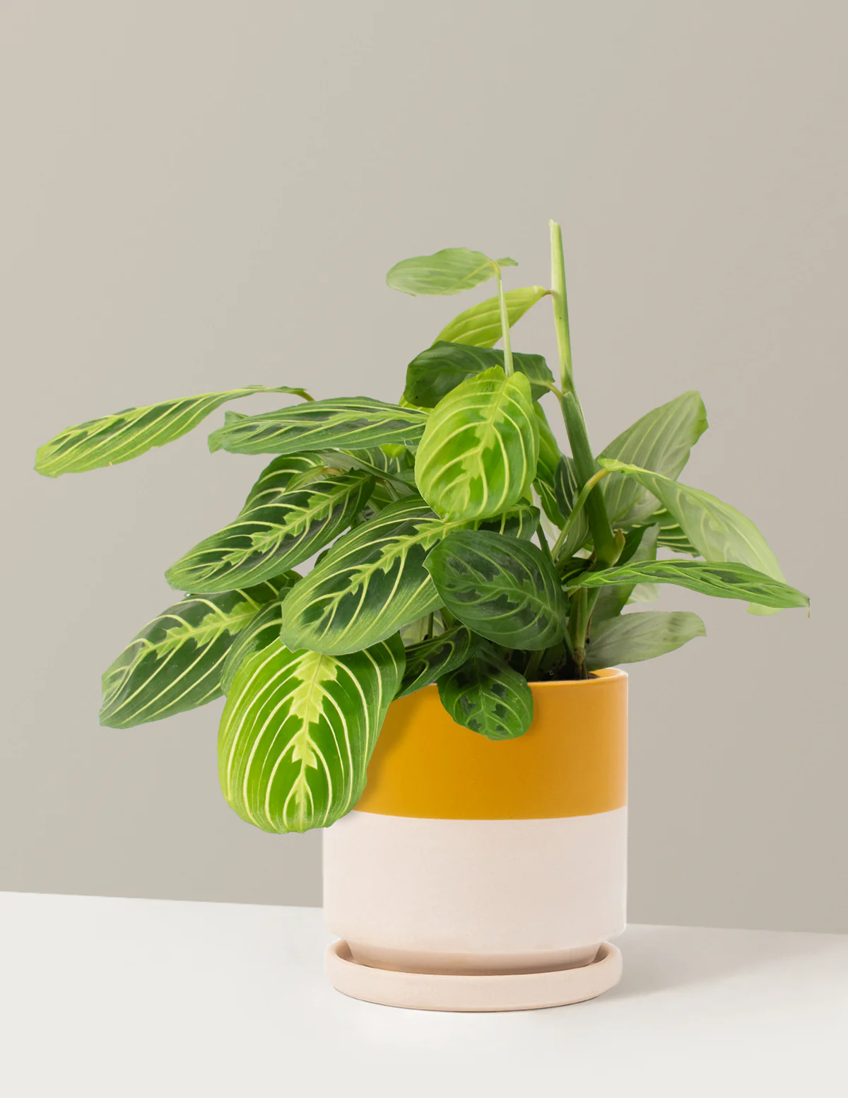 Lemon Lime Prayer Plant - Image 17