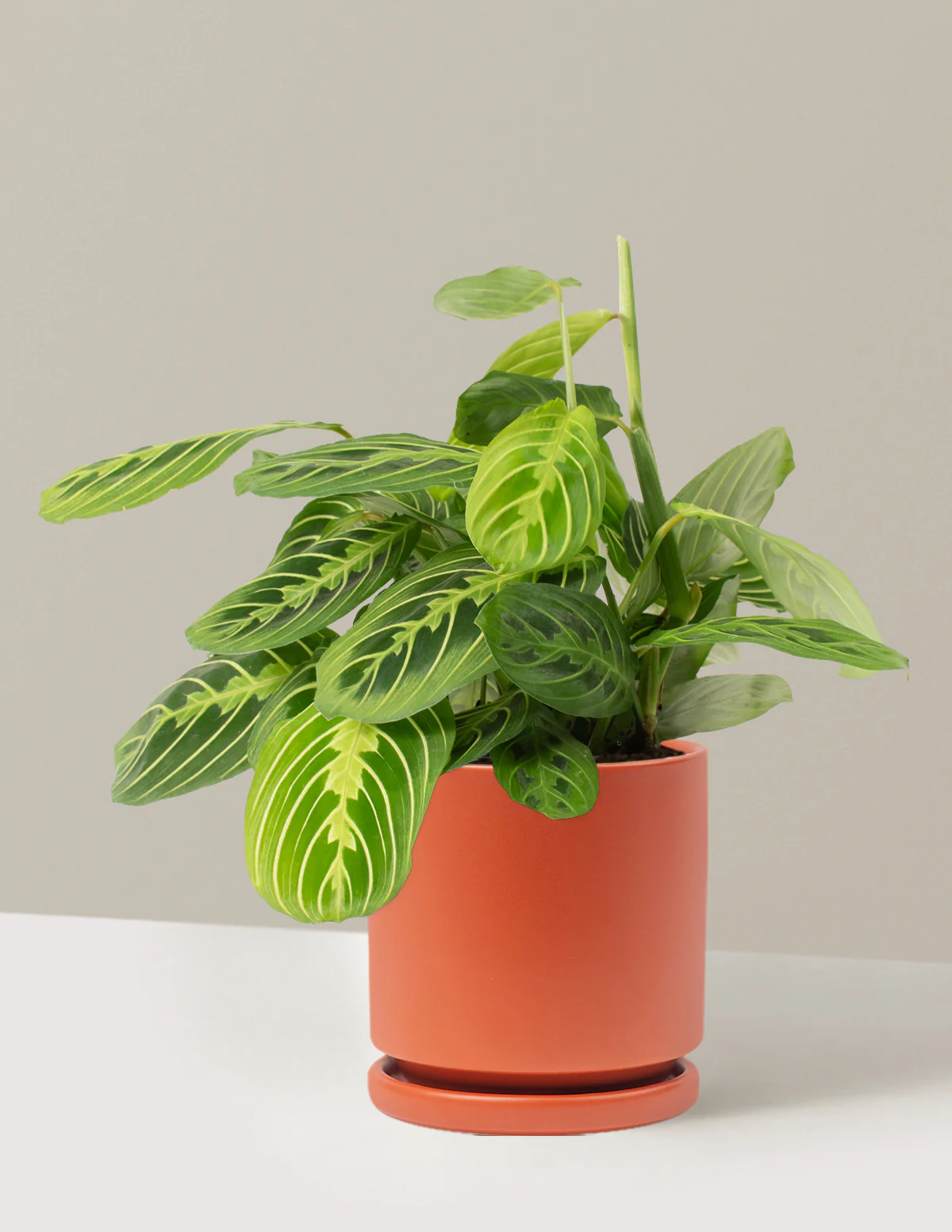 Lemon Lime Prayer Plant - Image 23