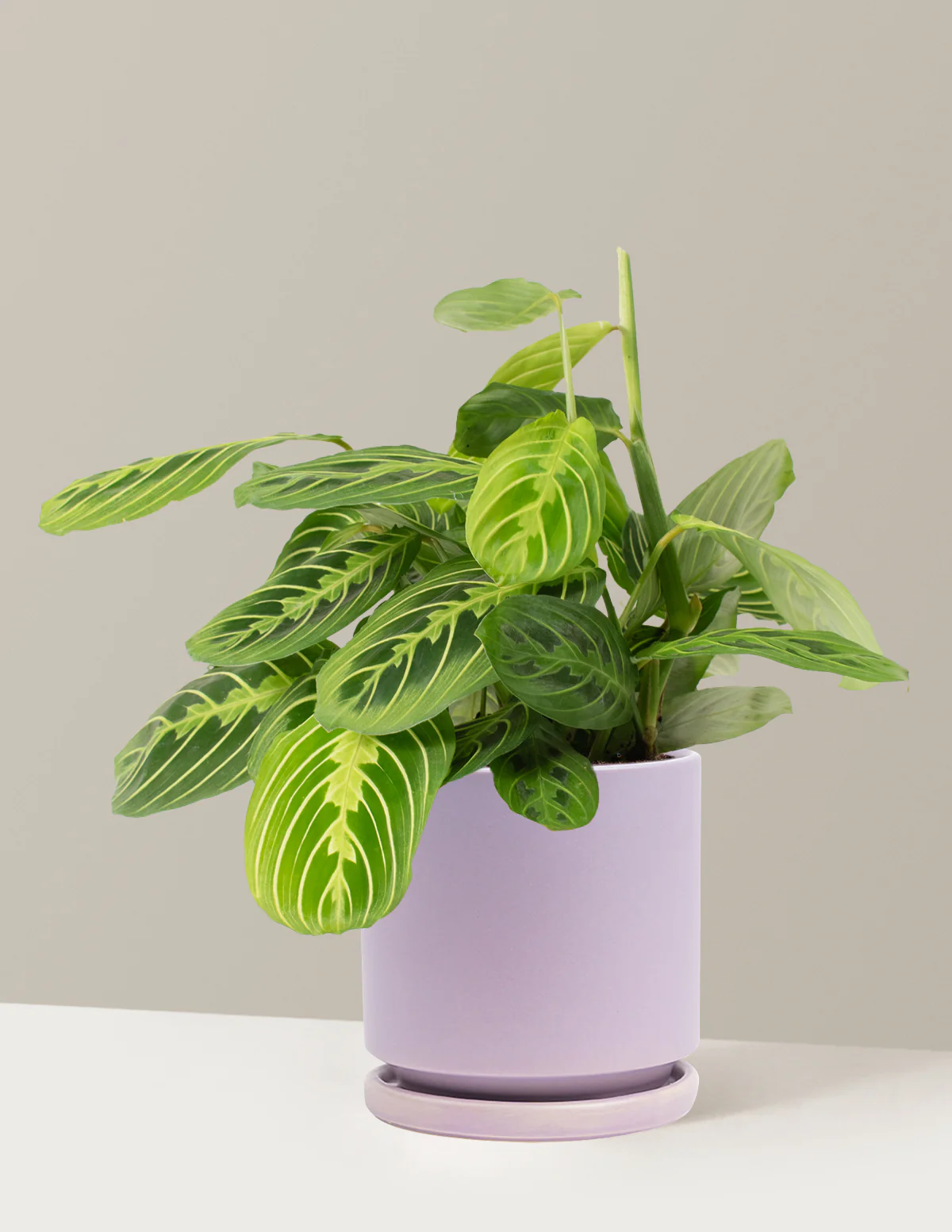 Lemon Lime Prayer Plant - Image 24