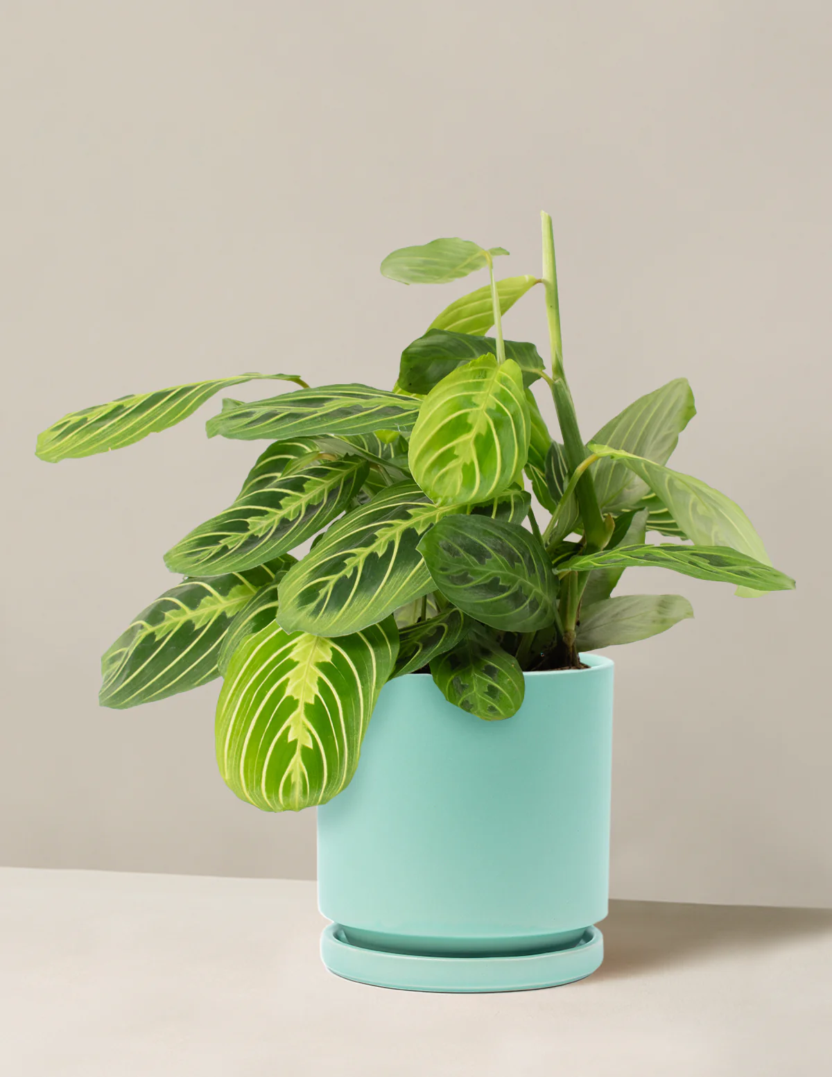 Lemon Lime Prayer Plant - Image 6