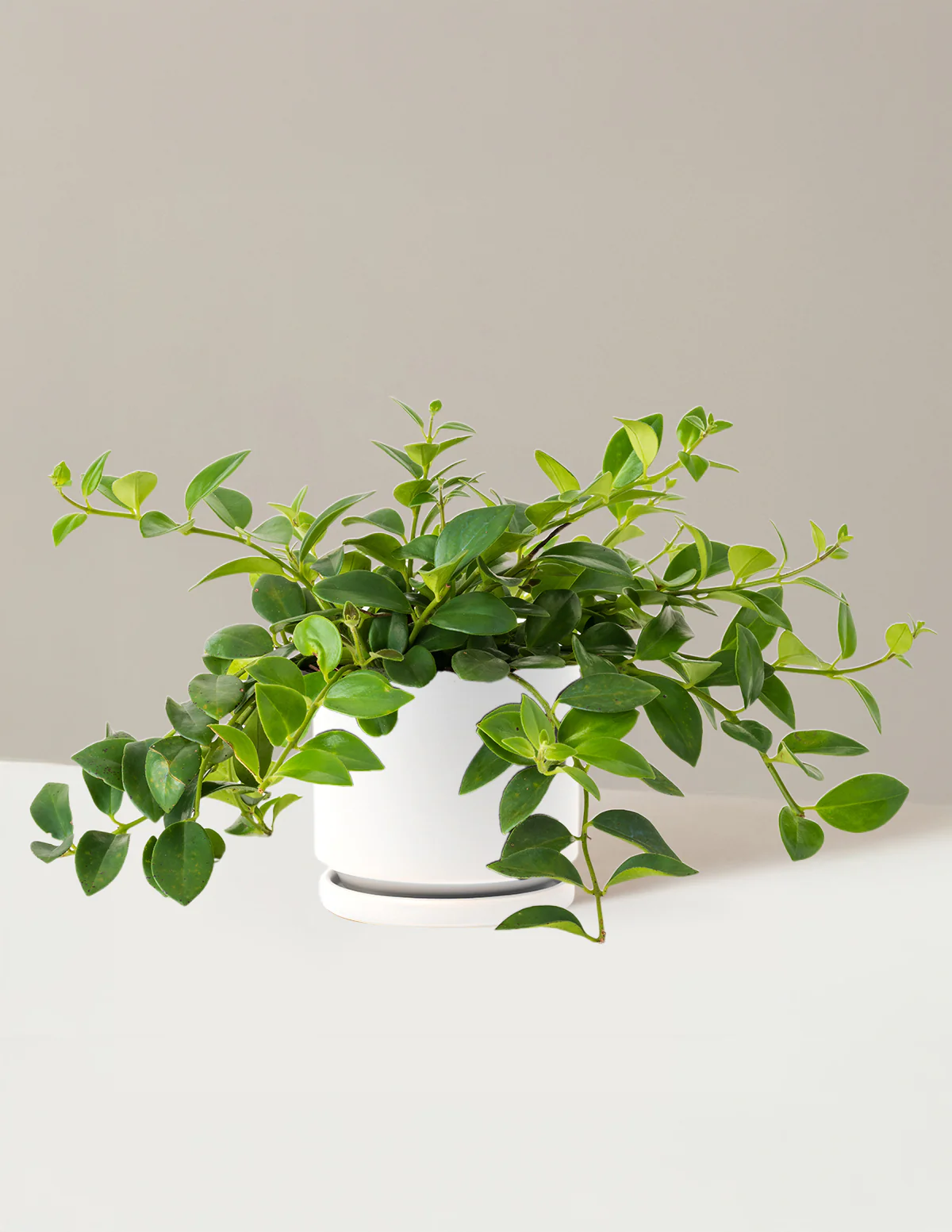 Lipstick Plant - Image 26