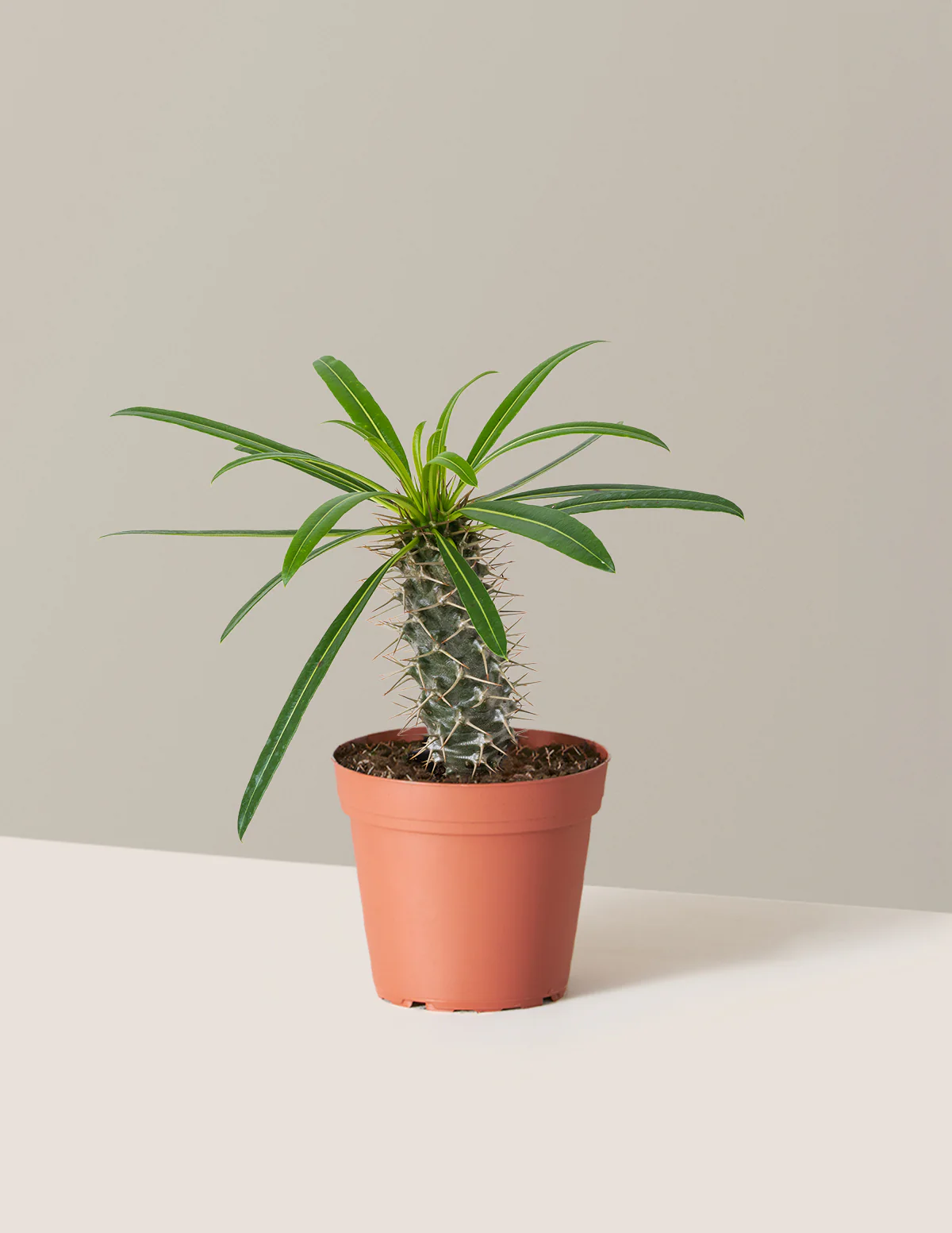 Madagascar Palm - Image 9