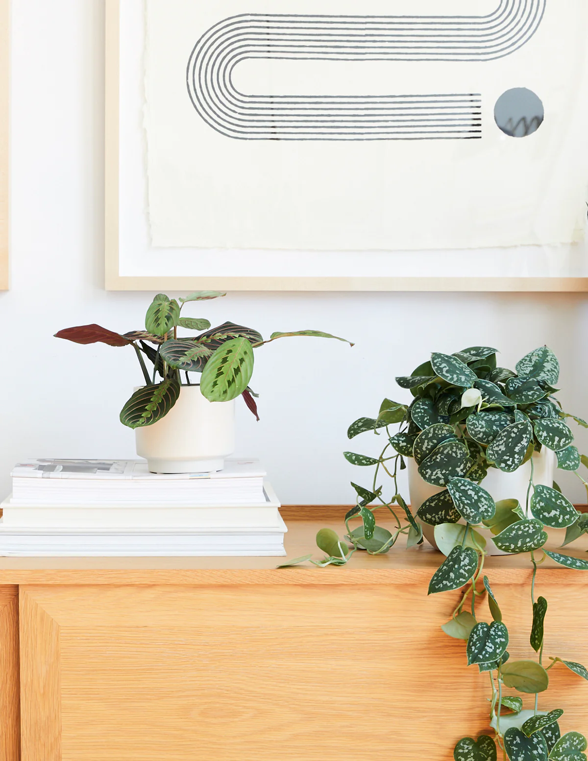 Red Prayer Plant - Image 5