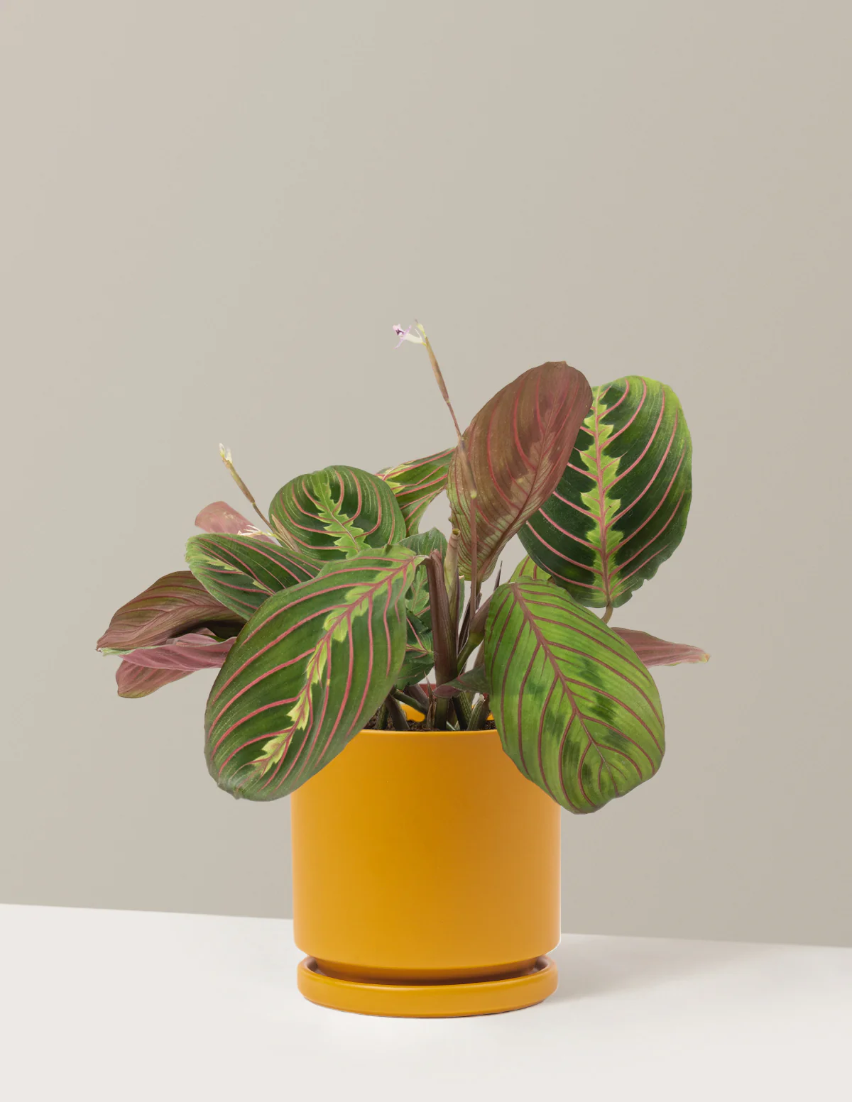 Red Prayer Plant - Image 8