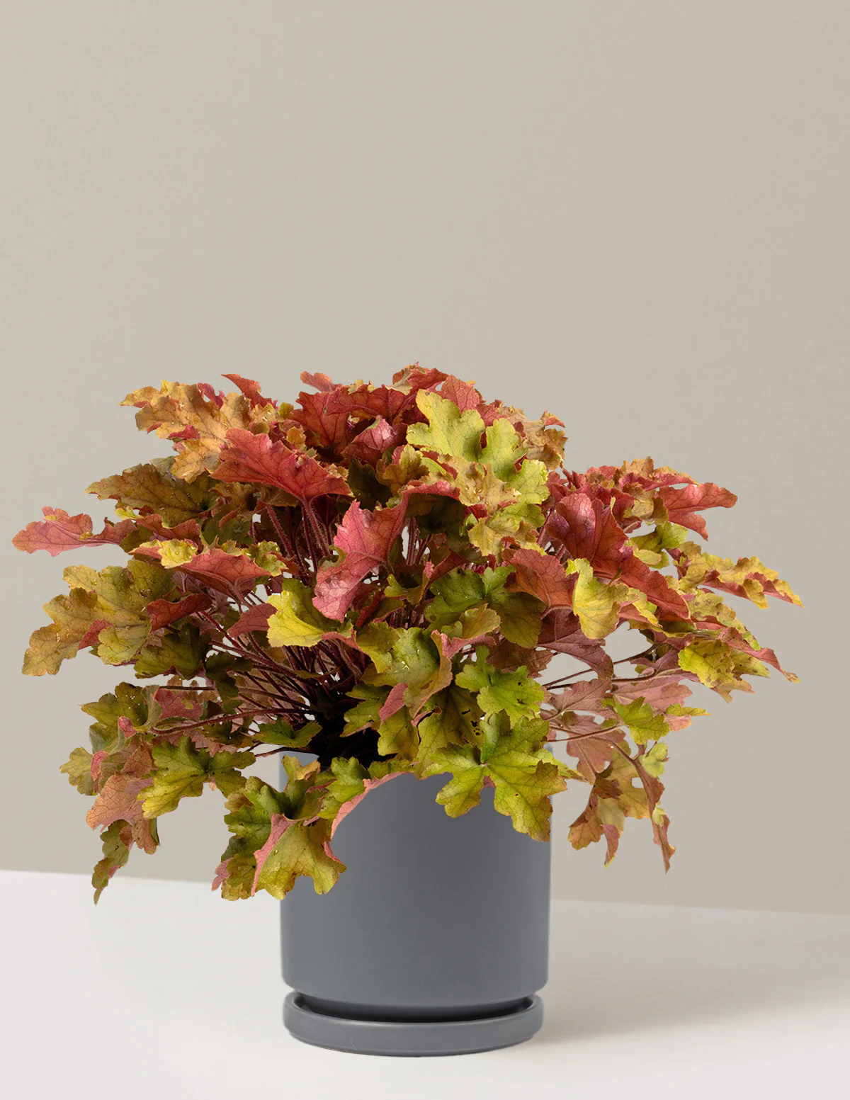 Marmalade Heuchera - Image 10