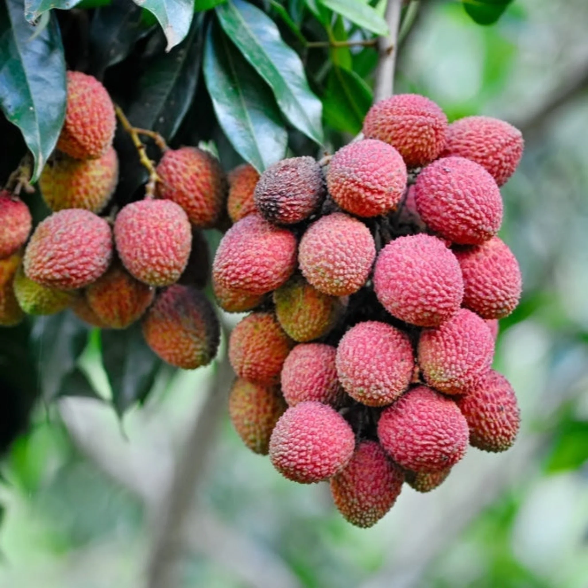 Mauritius Lychee - Image 2