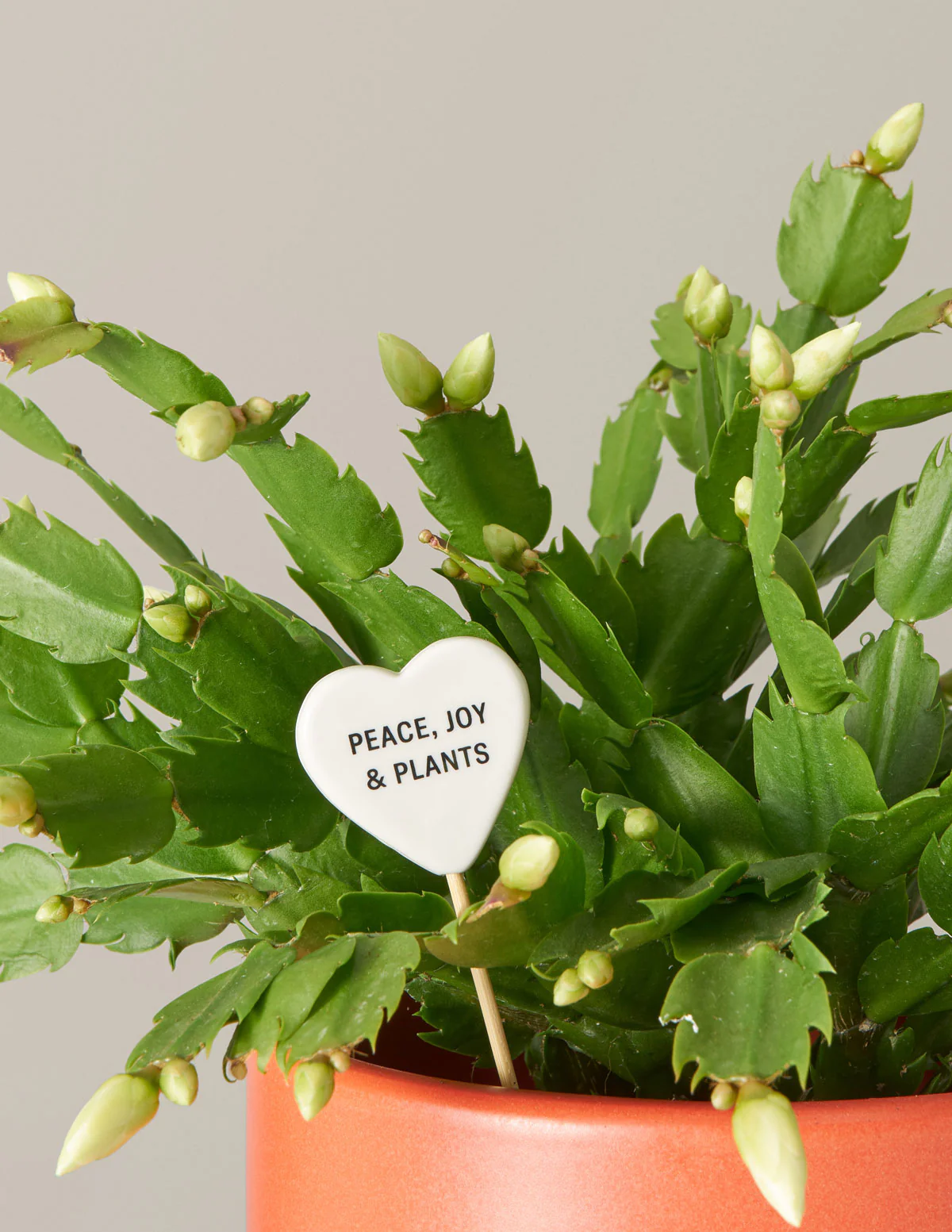 Ceramic Gift Message Pops - Image 10