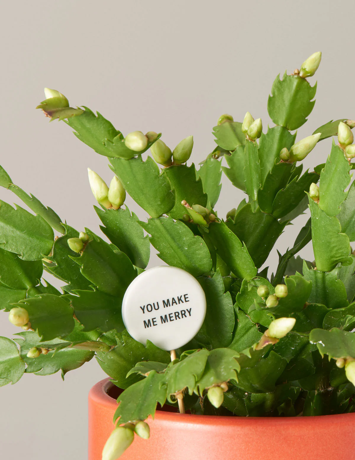 Ceramic Gift Message Pops - Image 12