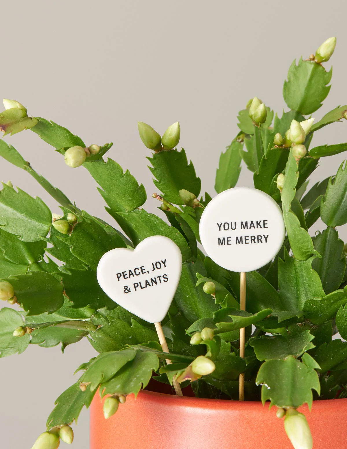Ceramic Gift Message Pops - Image 13