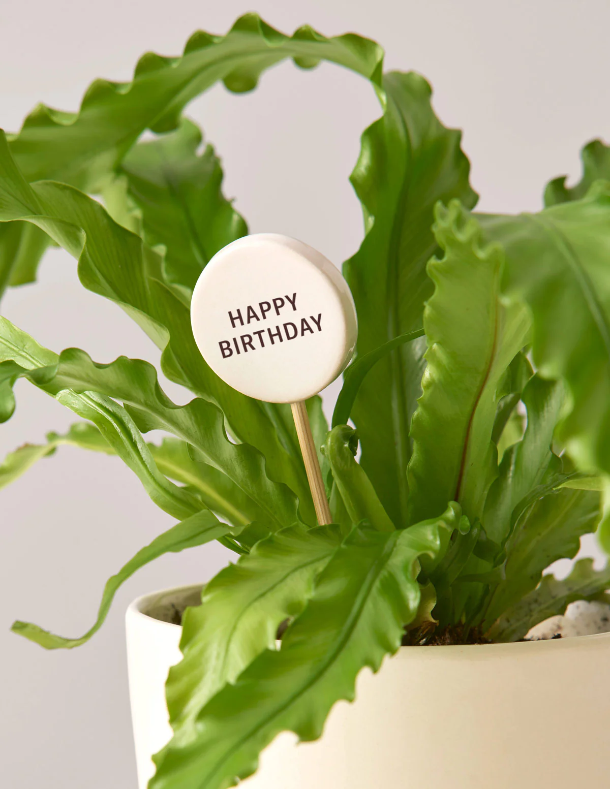 Ceramic Gift Message Pops - Image 4
