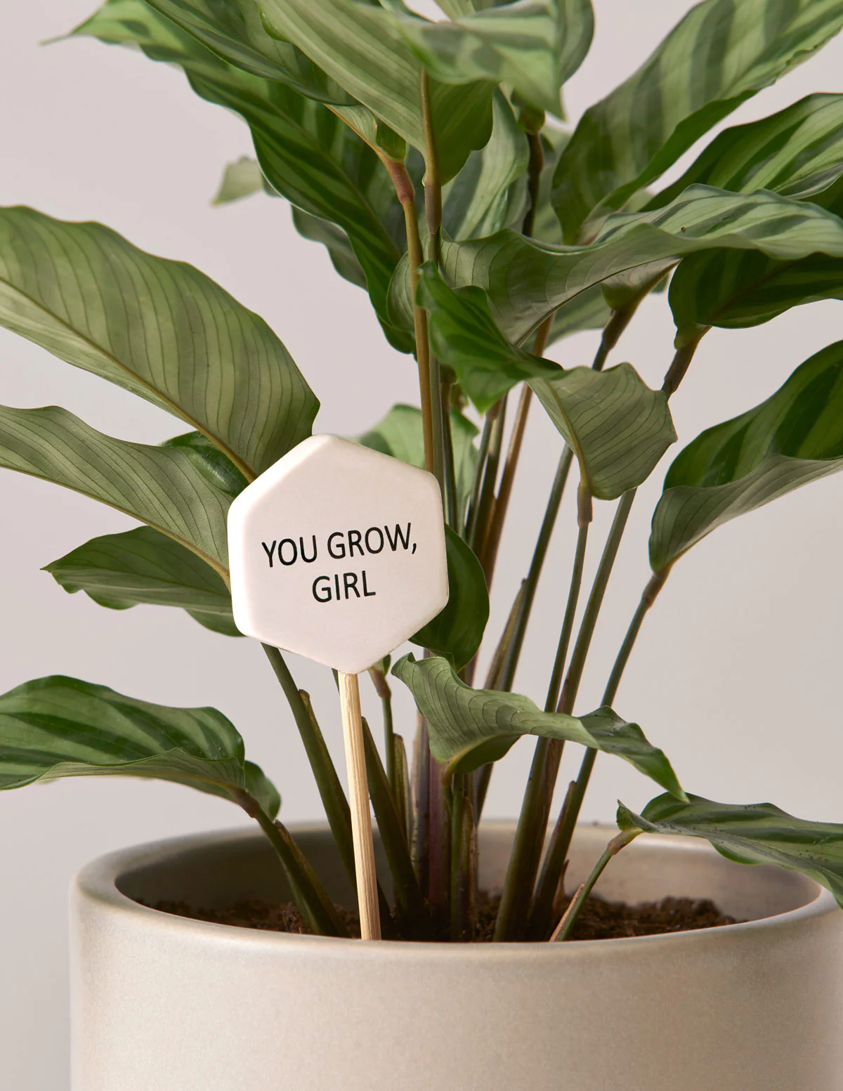 Ceramic Gift Message Pops - Image 5