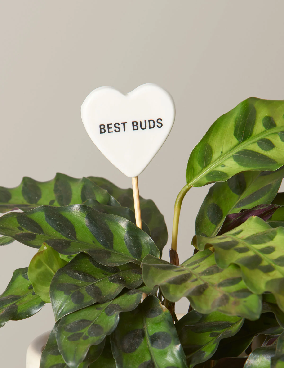 Ceramic Gift Message Pops - Image 8
