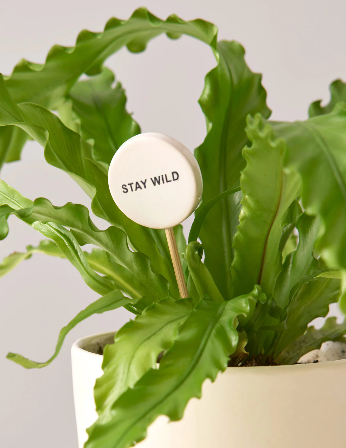Ceramic Gift Message Pops - Image 9