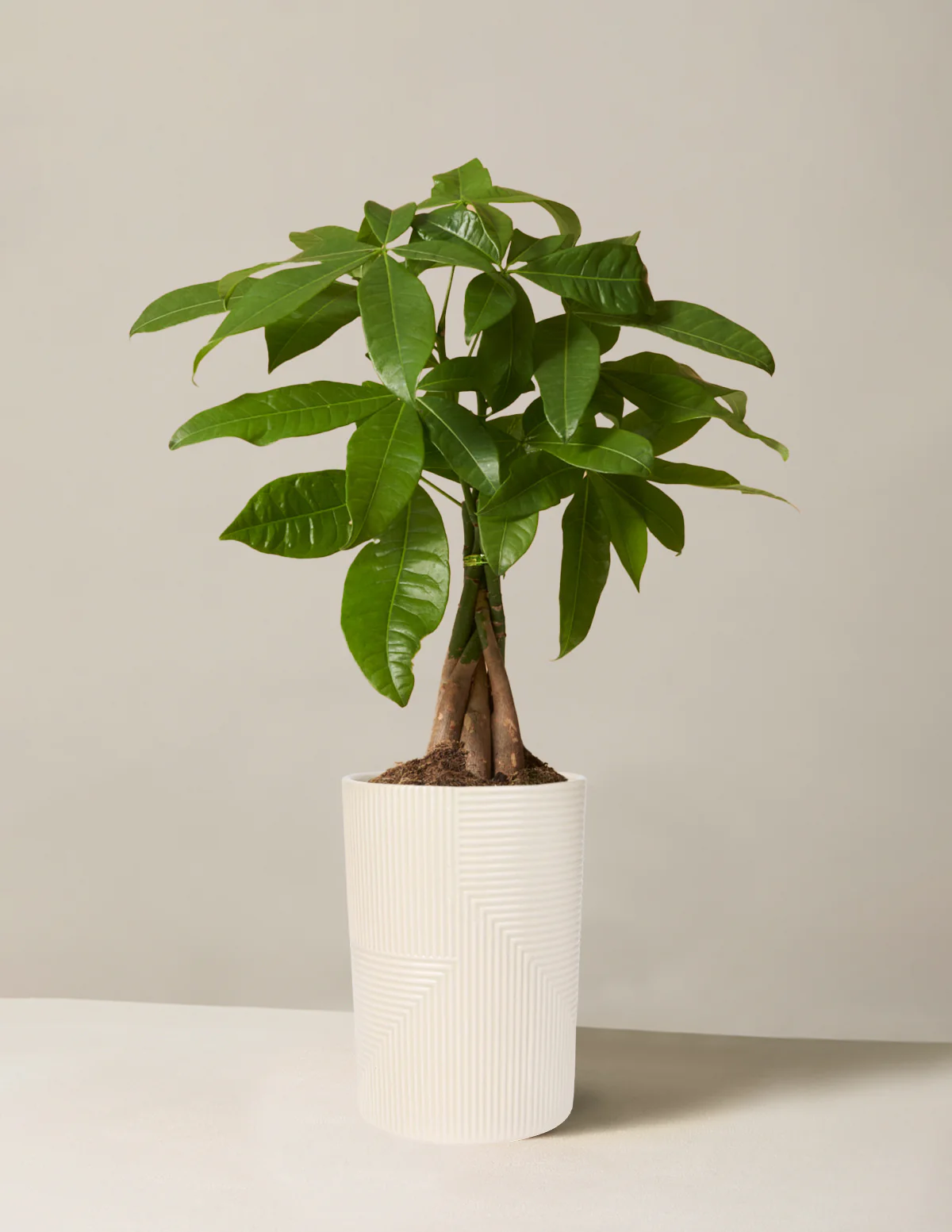 Money Tree Plant - Image 19