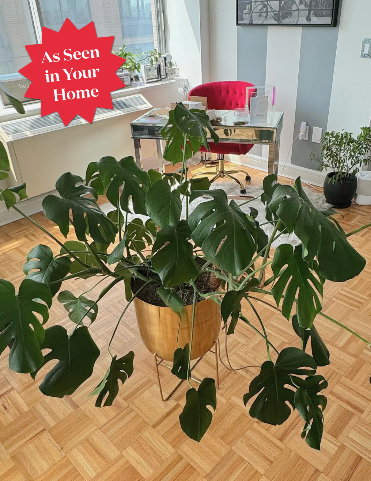 Monstera Deliciosa - Image 10