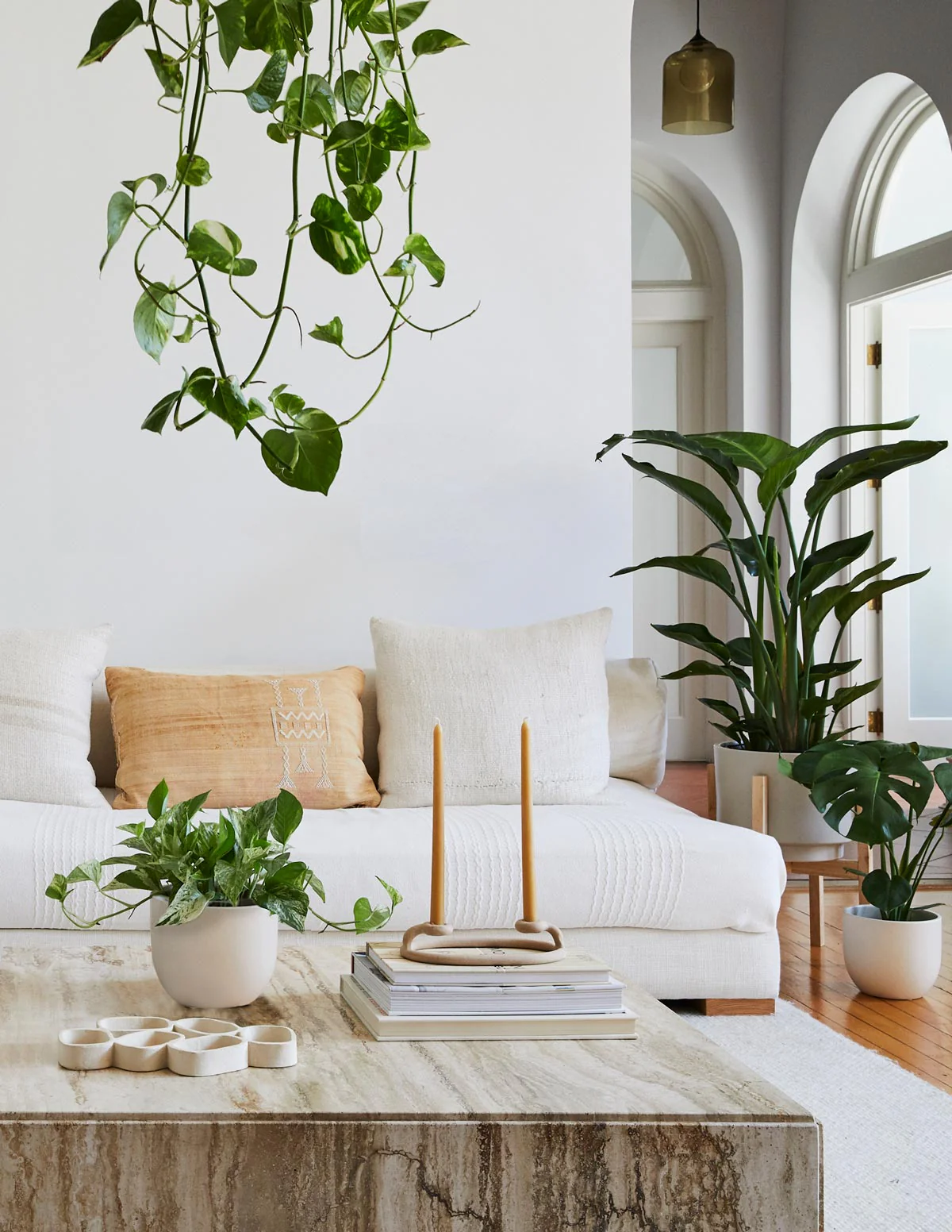 Monstera Deliciosa - Image 14