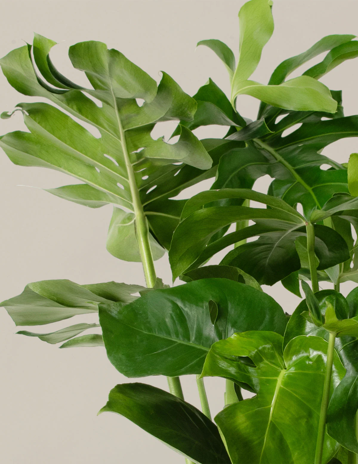 Monstera Deliciosa - Image 15