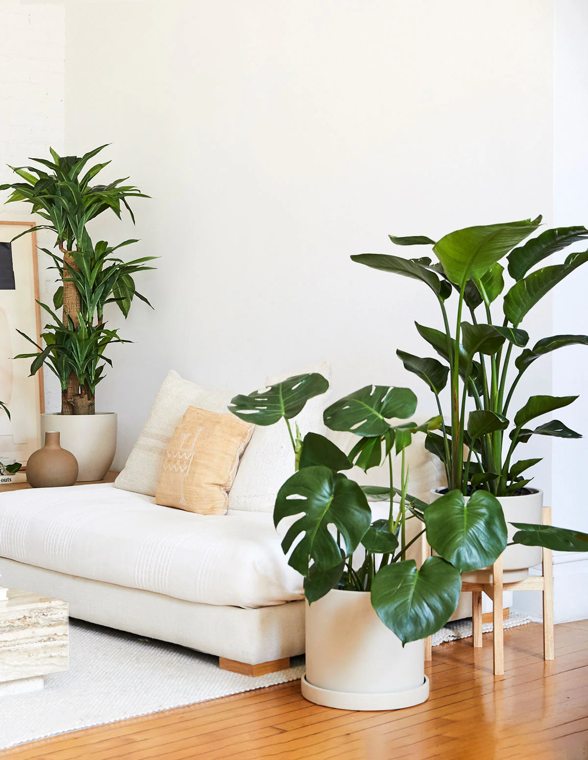 Monstera Deliciosa - Image 20