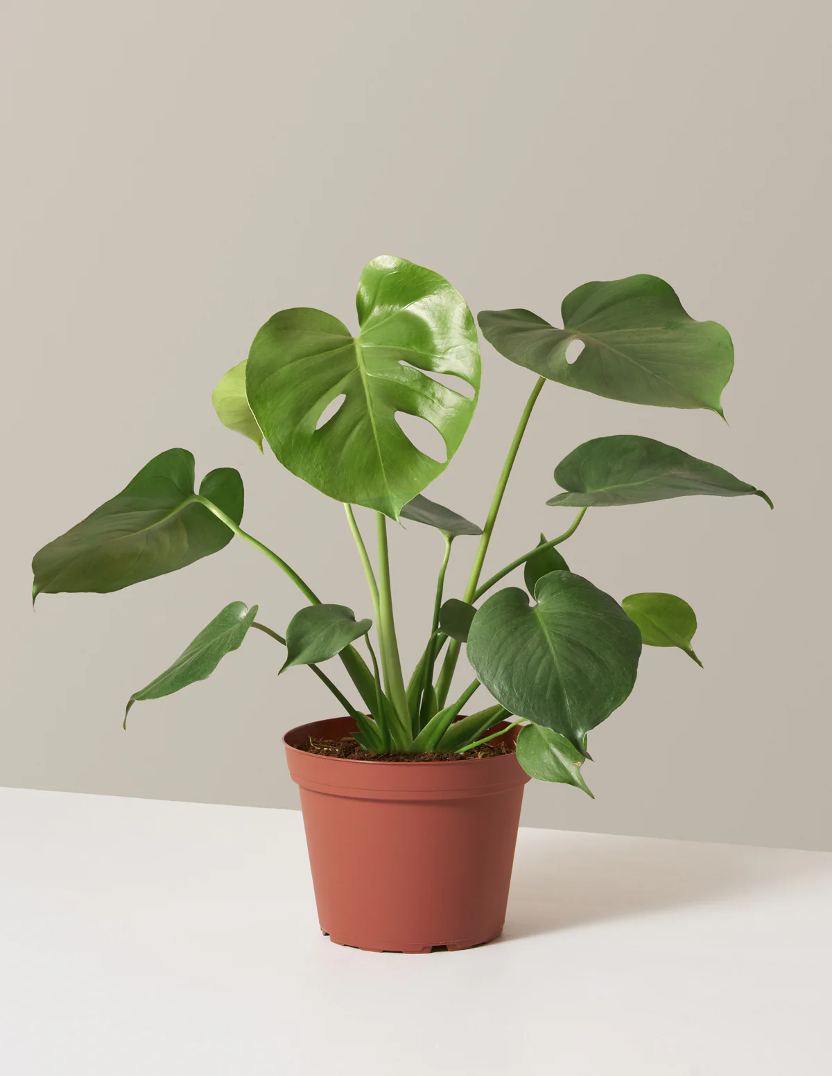 Monstera Deliciosa - Image 27