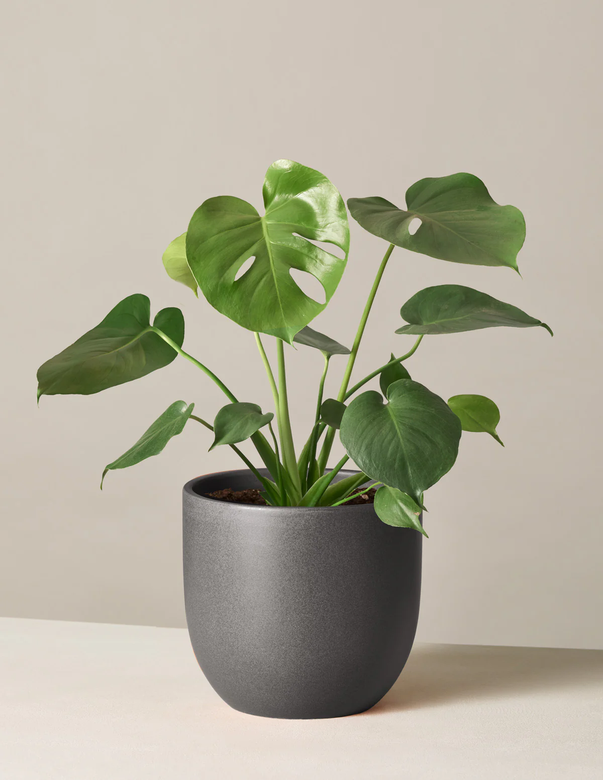 Monstera Deliciosa - Image 28