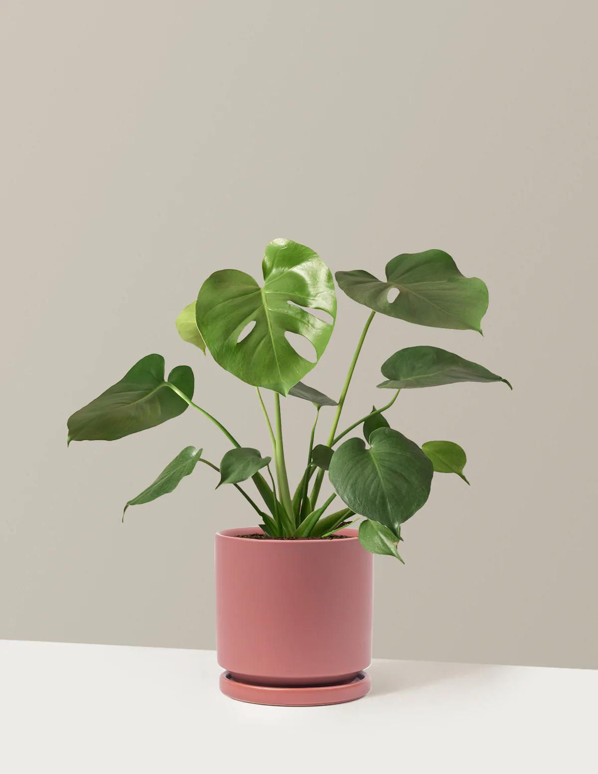 Monstera Deliciosa - Image 33