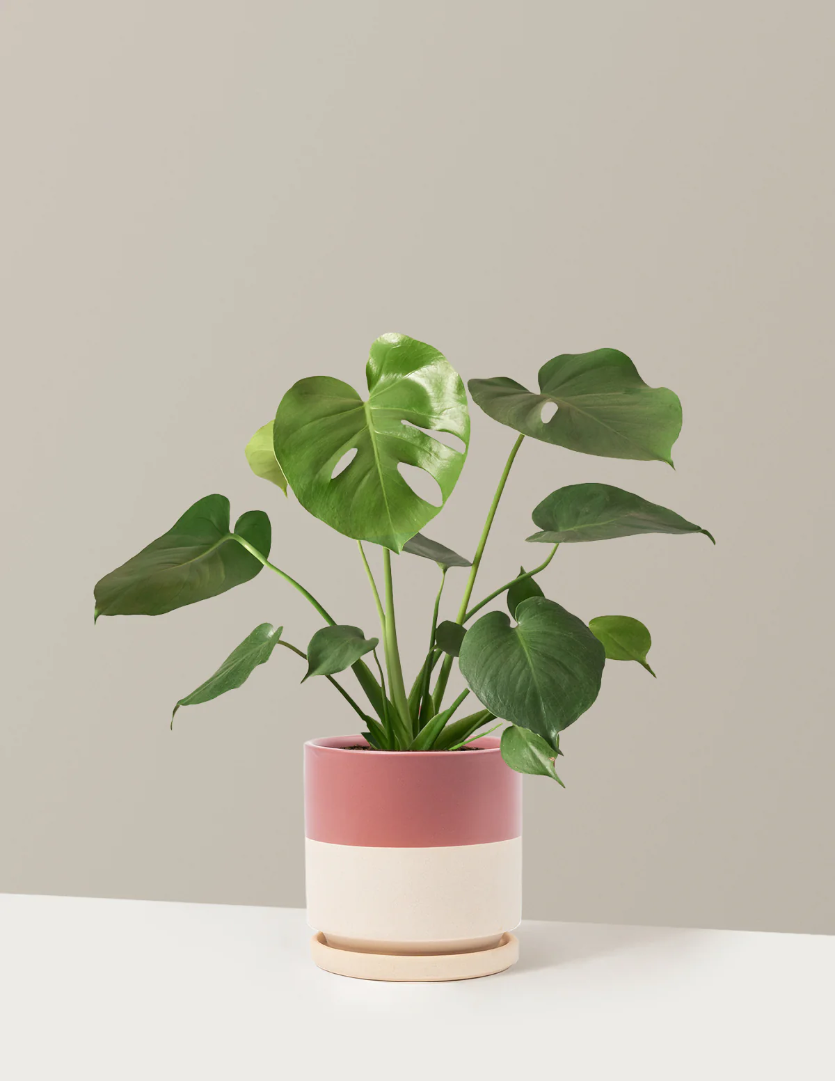 Monstera Deliciosa - Image 34