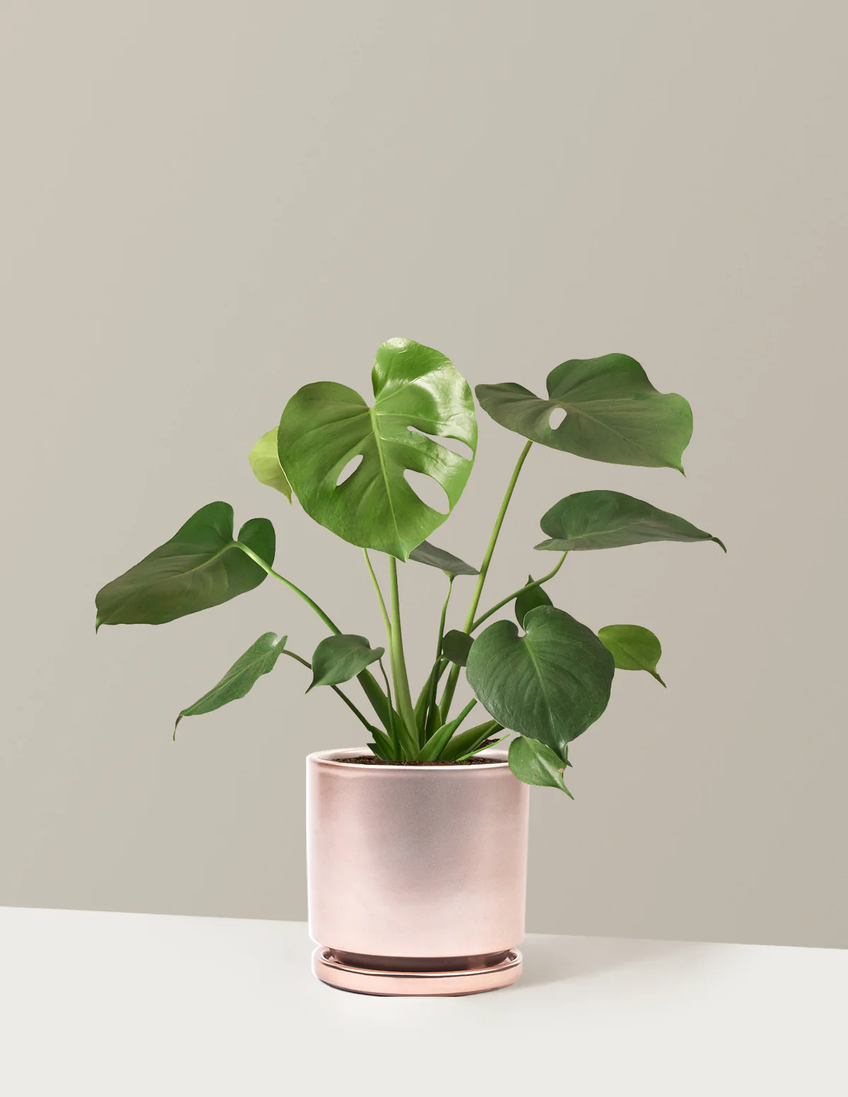 Monstera Deliciosa - Image 35