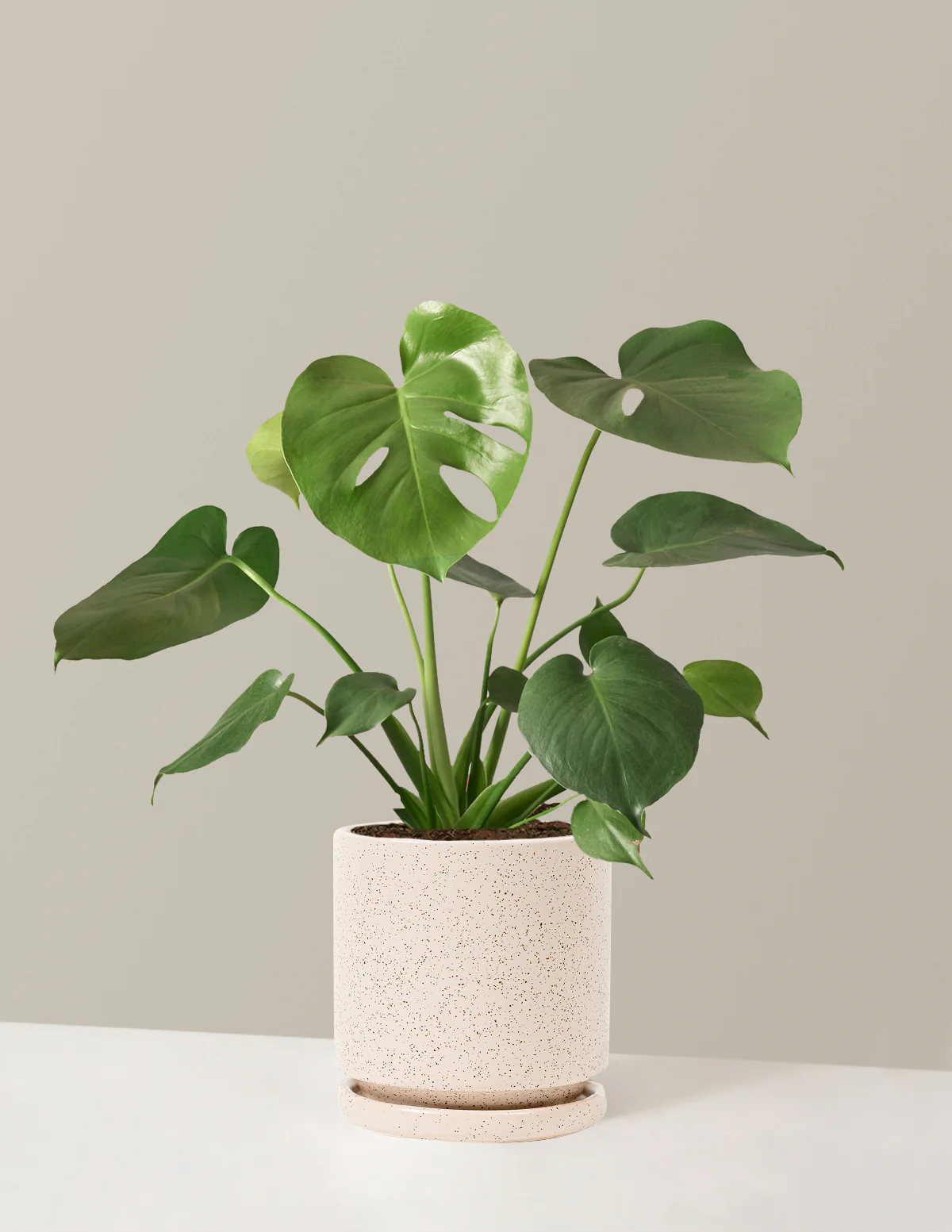 Monstera Deliciosa - Image 37