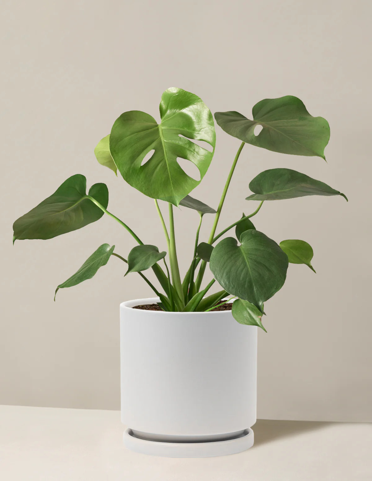 Monstera Deliciosa - Image 38