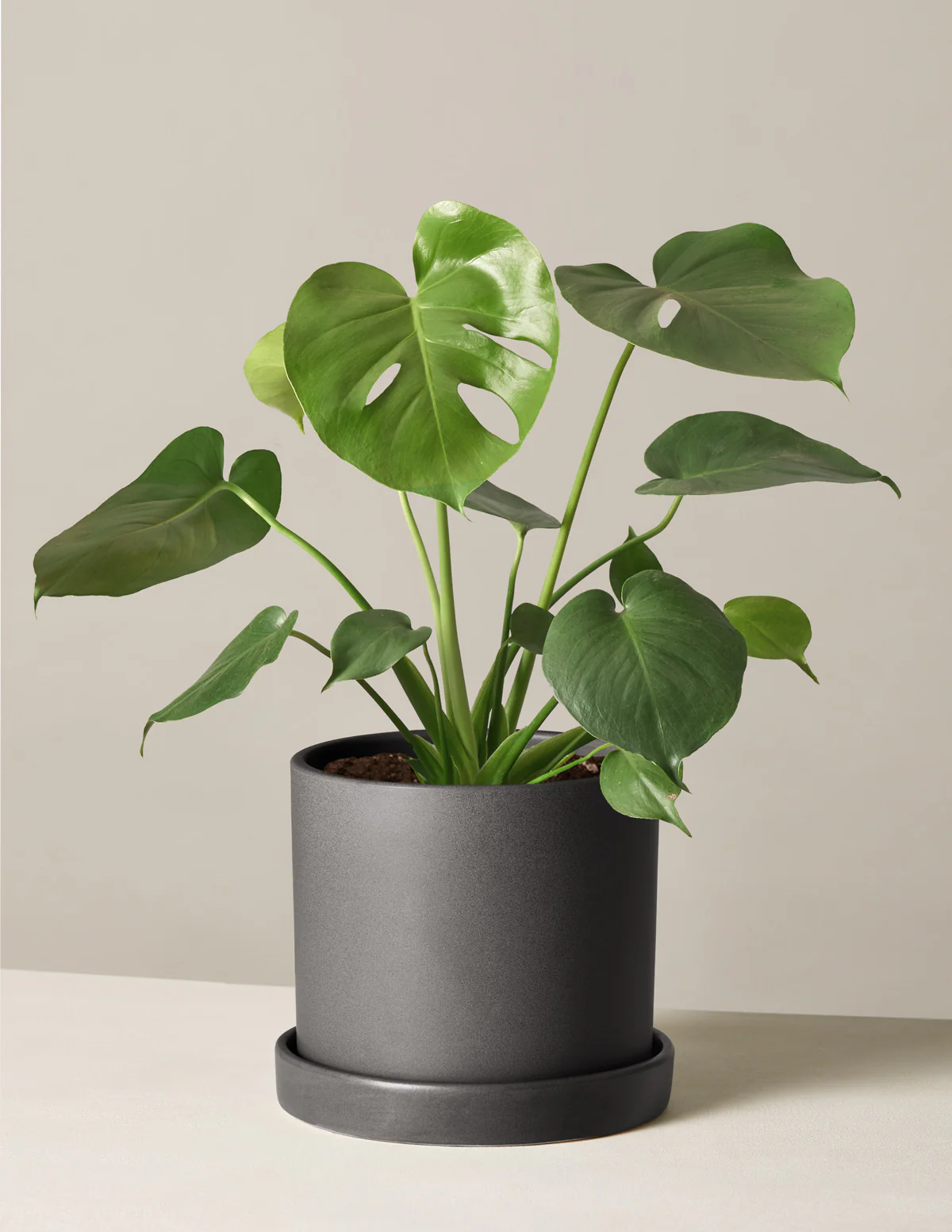 Monstera Deliciosa - Image 41