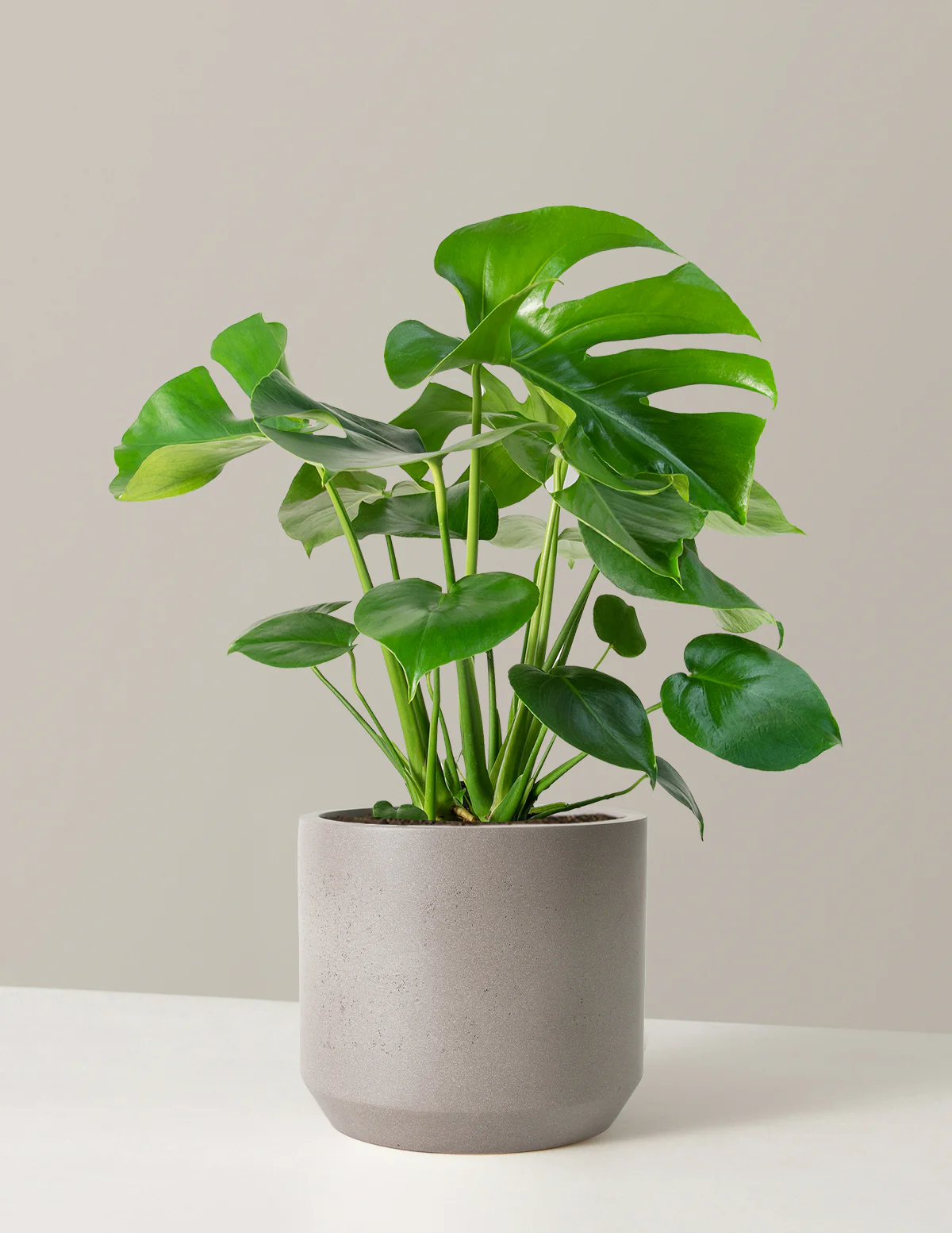 Monstera Deliciosa - Image 43