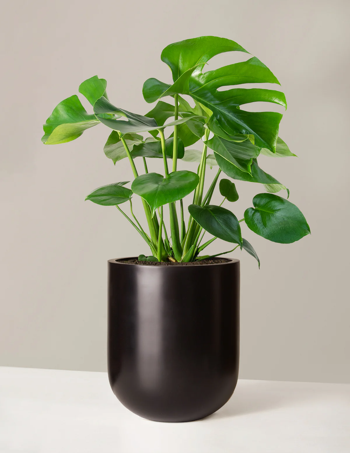 Monstera Deliciosa - Image 47