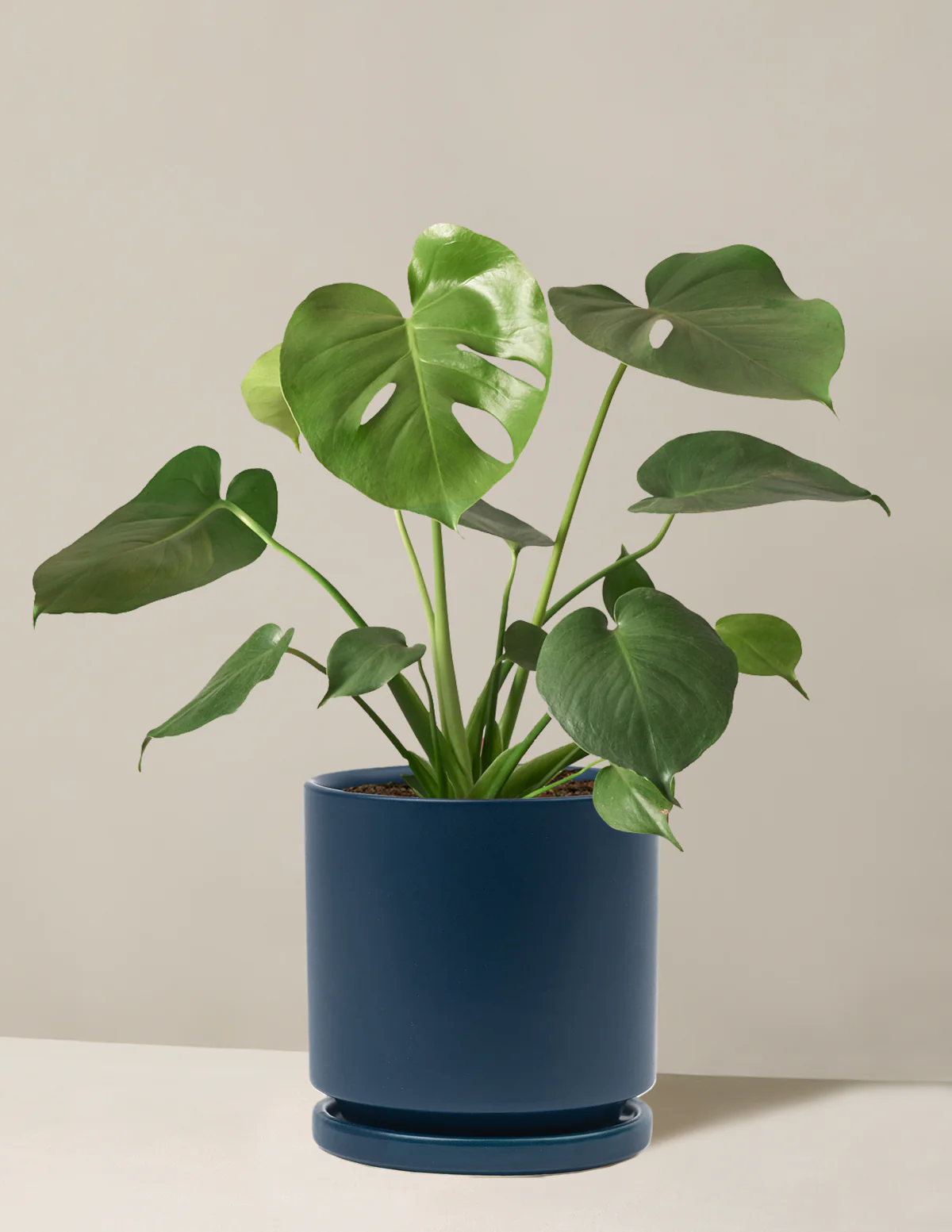 Monstera Deliciosa - Image 55