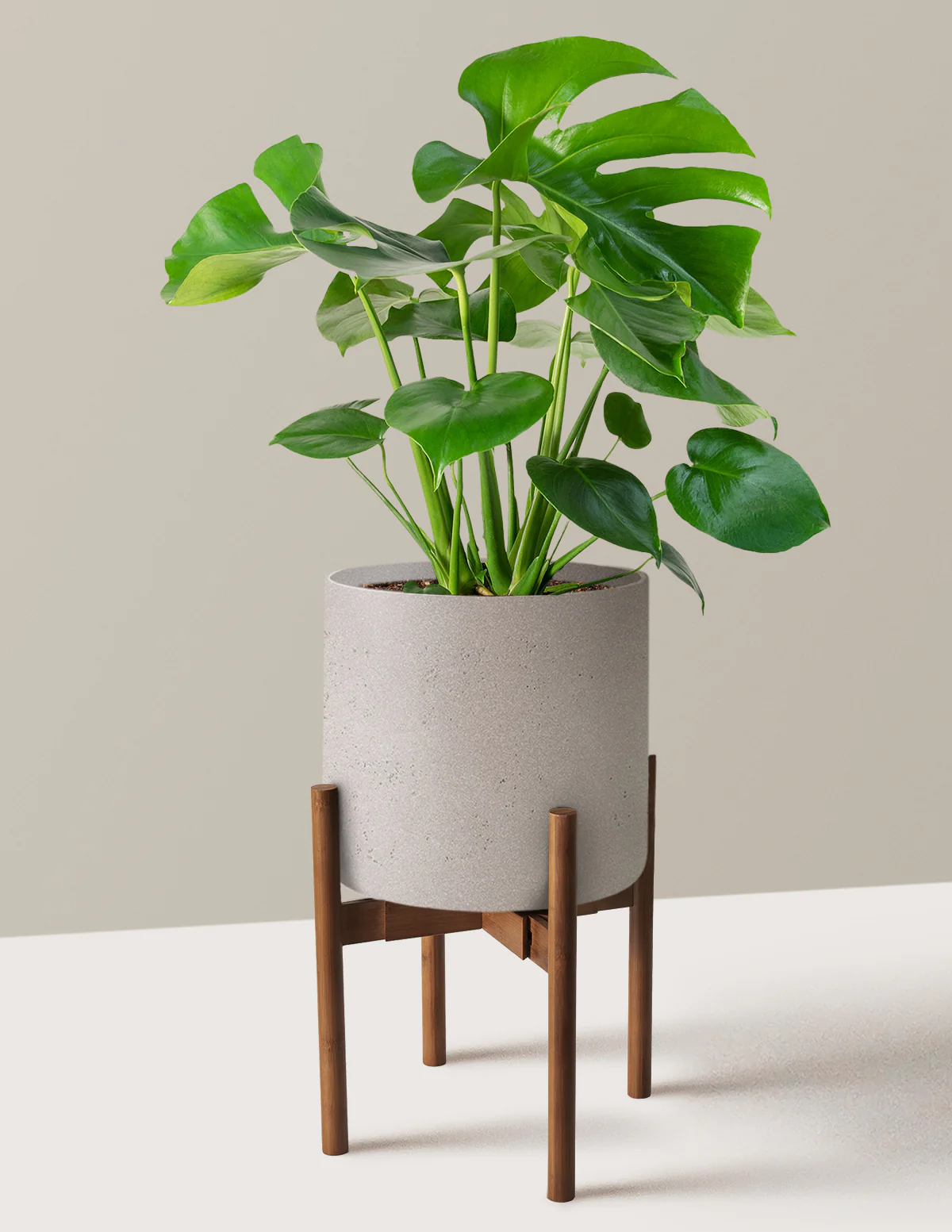 Monstera Deliciosa - Image 59