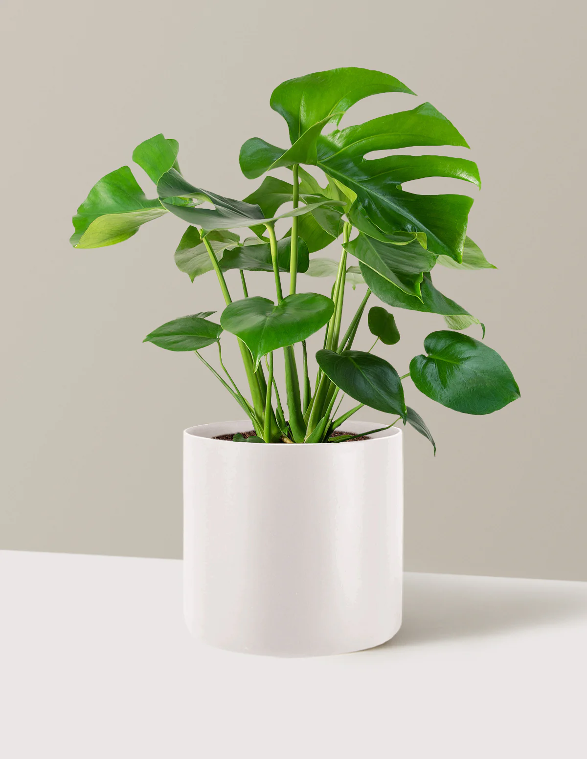Monstera Deliciosa - Image 63