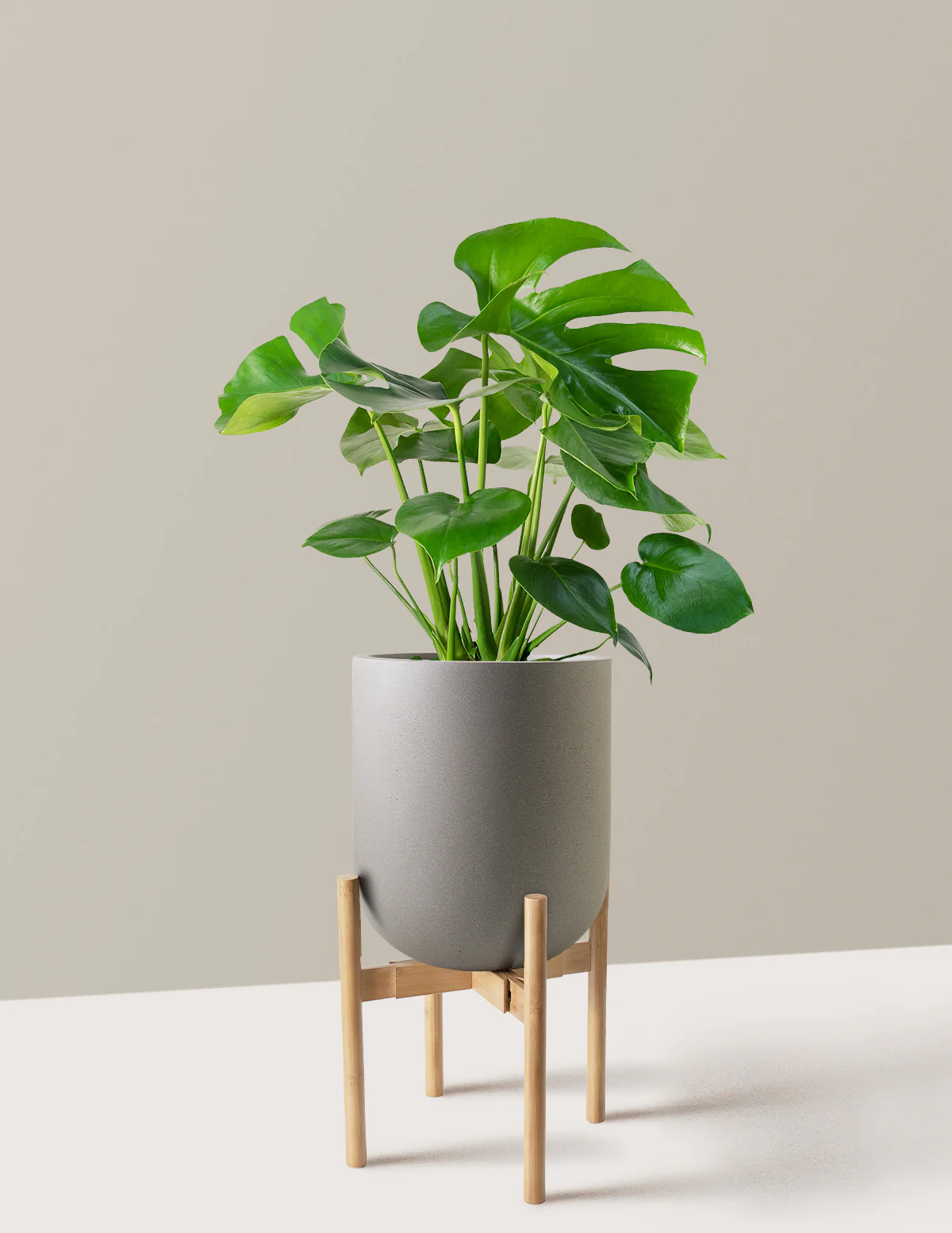 Monstera Deliciosa - Image 68