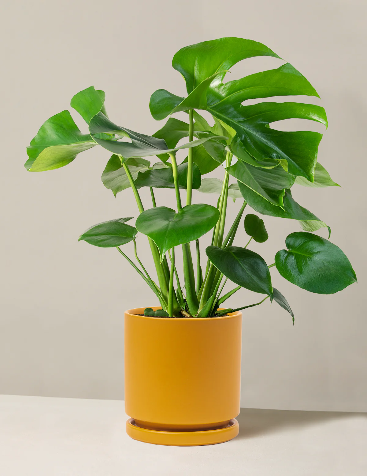 Monstera Deliciosa - Image 72