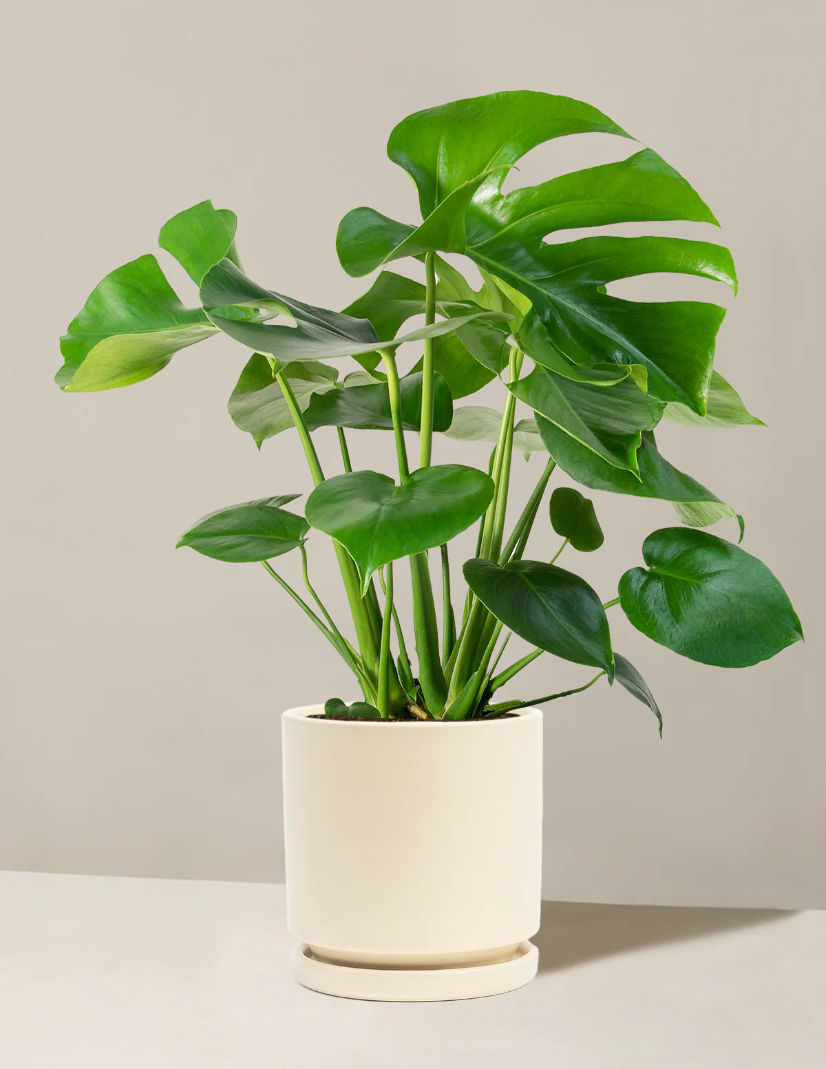 Monstera Deliciosa - Image 73