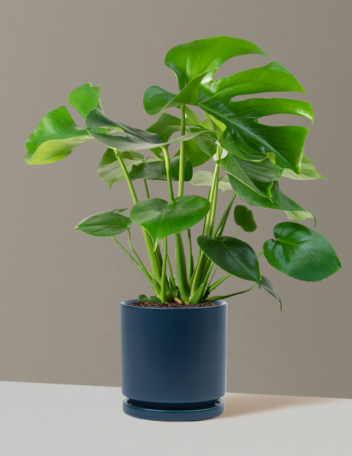 Monstera Deliciosa - Image 75