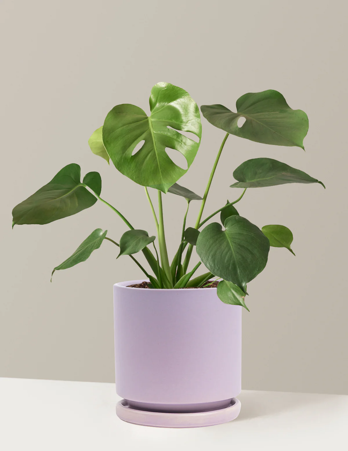 Monstera Deliciosa - Image 78